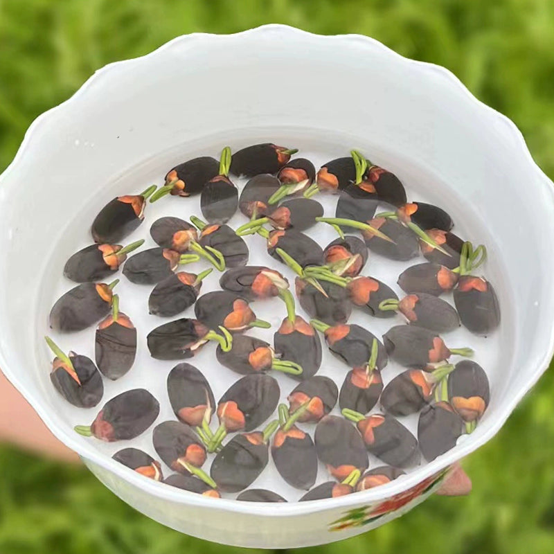 🔥【Fortune-bringing and fortune-bringing】Ornamental water-cultured lotus
